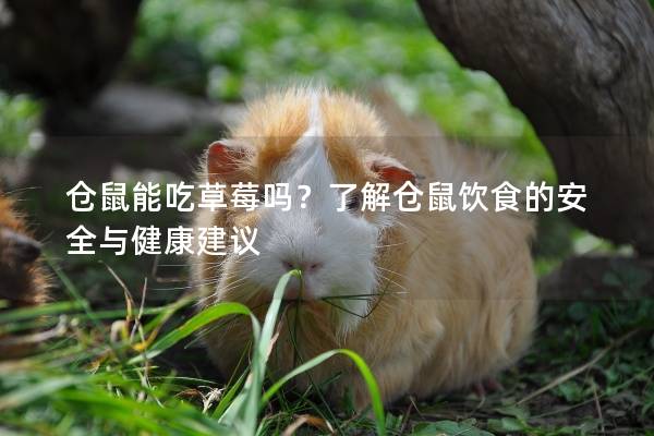 仓鼠能吃草莓吗？了解仓鼠饮食的安全与健康建议