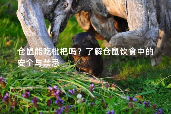 仓鼠能吃枇杷吗？了解仓鼠饮食中的安全与禁忌
