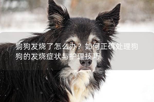 狗狗发烧了怎么办?如何正确处理狗狗的发烧症状与护理技巧 狗狗发烧了怎么办?如何正确处理狗狗的发烧症状与护理技巧