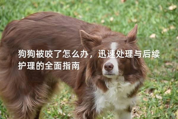 狗狗被咬了怎么办，迅速处理与后续护理的全面指南