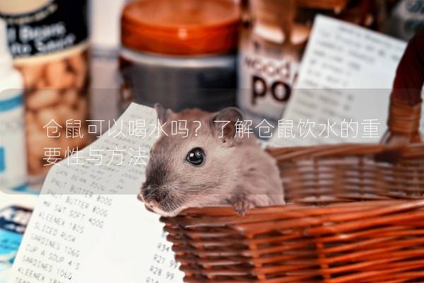 仓鼠可以喝水吗？了解仓鼠饮水的重要性与方法