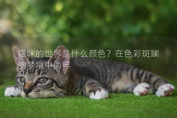 猫咪的世界是什么颜色?在色彩斑斓的梦境中徜徉 猫咪的世界是什么颜色?在色彩斑斓的梦境中徜徉