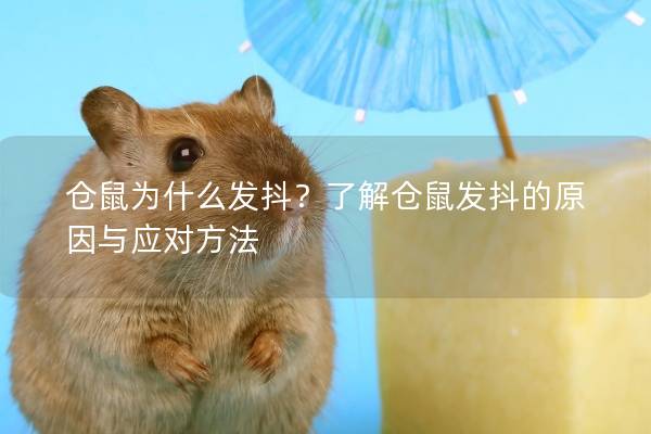 仓鼠为什么发抖？了解仓鼠发抖的原因与应对方法