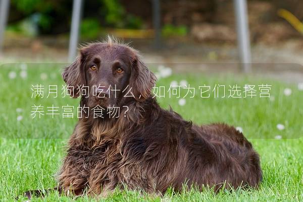 满月狗狗吃什么，如何为它们选择营养丰富的食物？