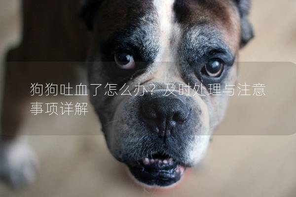 狗狗吐血了怎么办？及时处理与注意事项详解