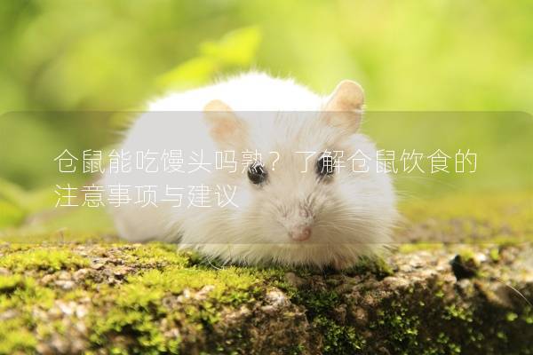 仓鼠能吃馒头吗熟?了解仓鼠饮食的注意事项与建议 仓鼠能吃馒头吗熟?了解仓鼠饮食的注意事项与建议