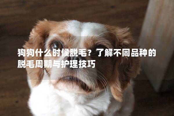 狗狗什么时候脱毛?了解不同品种的脱毛周期与护理技巧 狗狗什么时候脱毛?了解不同品种的脱毛周期与护理技巧