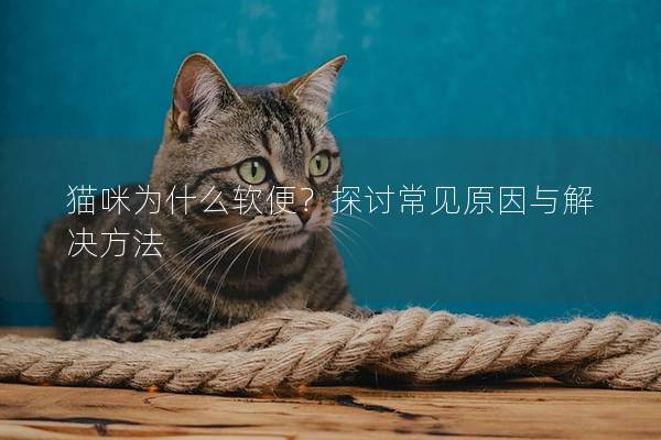 猫咪为什么软便?探讨常见原因与解决方法 猫咪为什么软便?探讨常见原因与解决方法