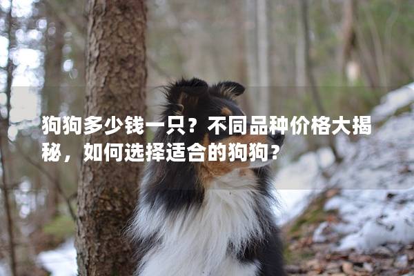 狗狗多少钱一只?不同品种价格大揭秘,如何选择适合的狗狗? 狗狗多少钱一只?不同品种价格大揭秘,如何选择适合的狗狗?