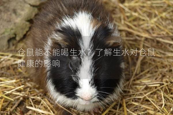 仓鼠能不能喝生水？了解生水对仓鼠健康的影响