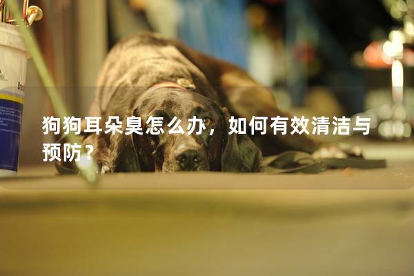 狗狗耳朵臭怎么办，如何有效清洁与预防？