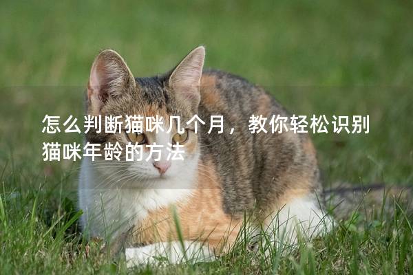 怎么判断猫咪几个月，教你轻松识别猫咪年龄的方法