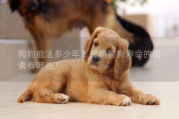 狗狗能活多少年？影响狗狗寿命的因素有哪些？