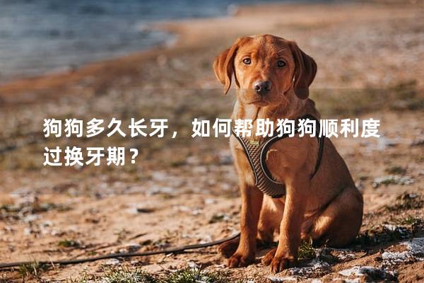 狗狗多久长牙，如何帮助狗狗顺利度过换牙期？