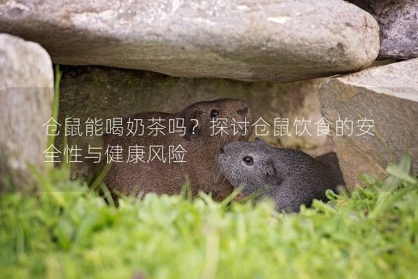 仓鼠能喝奶茶吗？探讨仓鼠饮食的安全性与健康风险