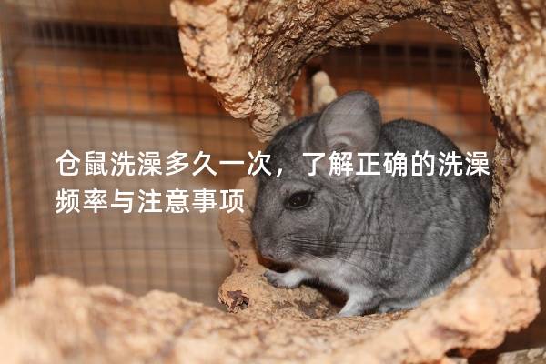 仓鼠洗澡多久一次，了解正确的洗澡频率与注意事项