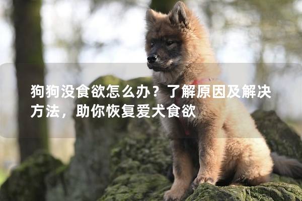 狗狗没食欲怎么办？了解原因及解决方法，助你恢复爱犬食欲