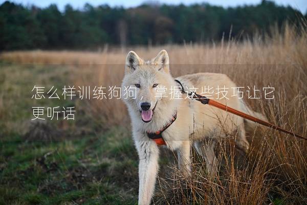 怎么样训练狗狗，掌握这些技巧让它更听话