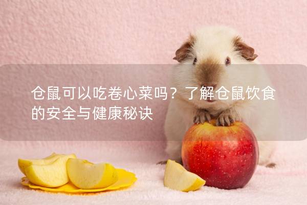 仓鼠可以吃卷心菜吗？了解仓鼠饮食的安全与健康秘诀