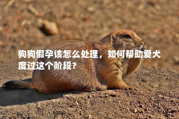 狗狗假孕该怎么处理，如何帮助爱犬度过这个阶段？