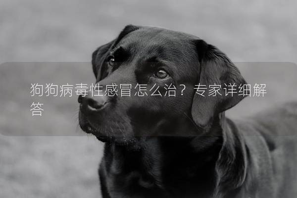 狗狗病毒性感冒怎么治?专家详细解答 狗狗病毒性感冒怎么治?专家详细解答