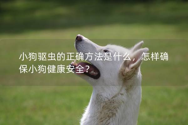小狗驱虫的正确方法是什么，怎样确保小狗健康安全？