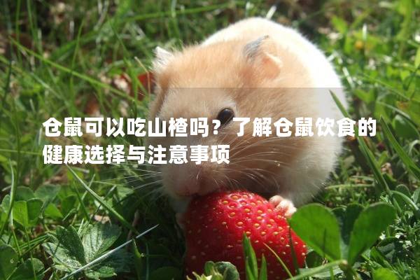 仓鼠可以吃山楂吗？了解仓鼠饮食的健康选择与注意事项