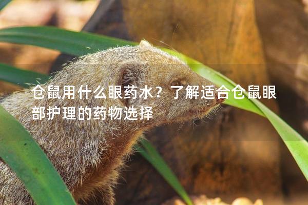 仓鼠用什么眼药水？了解适合仓鼠眼部护理的药物选择