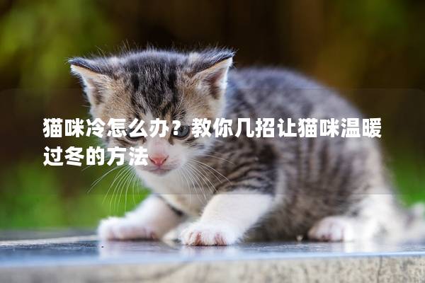 猫咪冷怎么办？教你几招让猫咪温暖过冬的方法