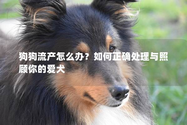 狗狗流产怎么办？如何正确处理与照顾你的爱犬