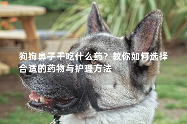 狗狗鼻子干吃什么药？教你如何选择合适的药物与护理方法