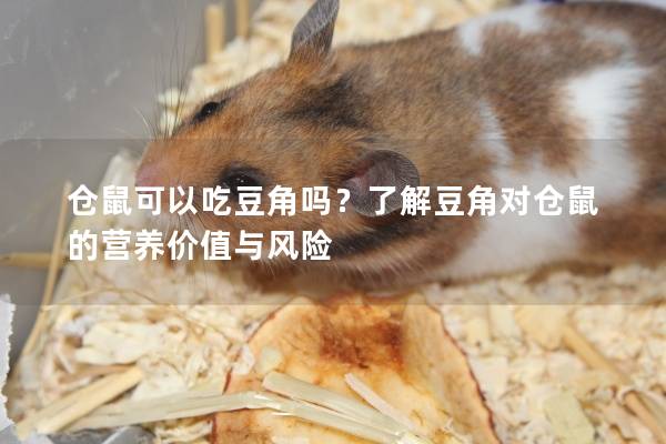 仓鼠可以吃豆角吗？了解豆角对仓鼠的营养价值与风险