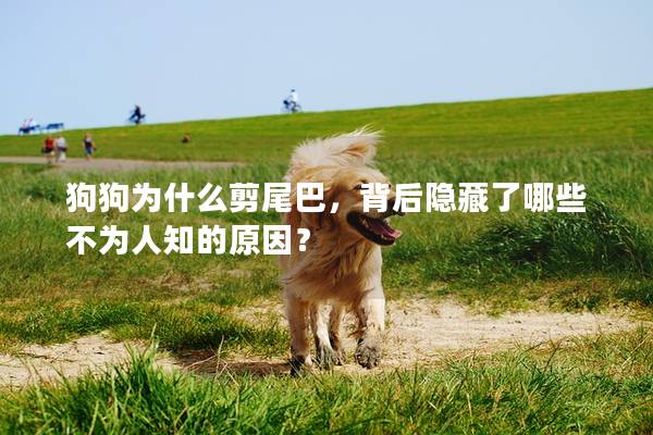 狗狗为什么剪尾巴，背后隐藏了哪些不为人知的原因？