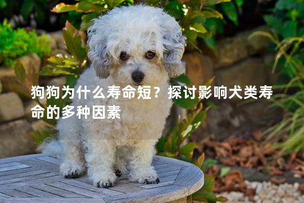 狗狗为什么寿命短?探讨影响犬类寿命的多种因素 狗狗为什么寿命短?探讨影响犬类寿命的多种因素