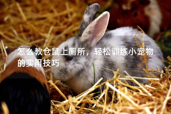怎么教仓鼠上厕所，轻松训练小宠物的实用技巧