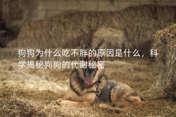 狗狗为什么吃不胖的原因是什么,科学揭秘狗狗的代谢秘密 狗狗为什么吃不胖的原因是什么,科学揭秘狗狗的代谢秘密