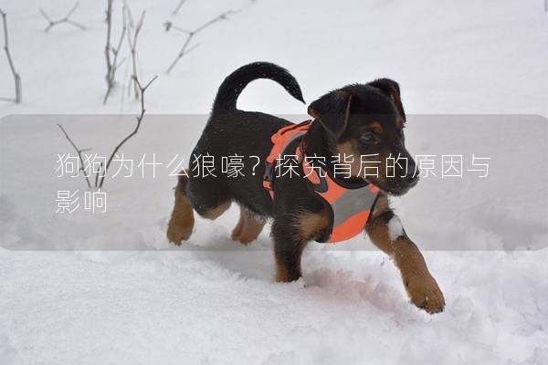 狗狗为什么狼嚎？探究背后的原因与影响