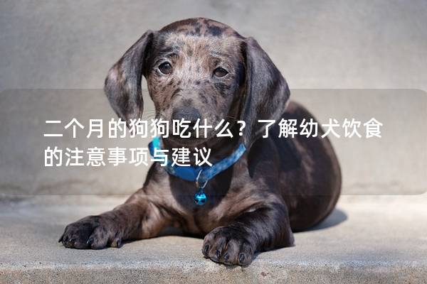 二个月的狗狗吃什么？了解幼犬饮食的注意事项与建议
