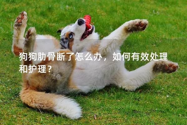 狗狗肋骨断了怎么办，如何有效处理和护理？