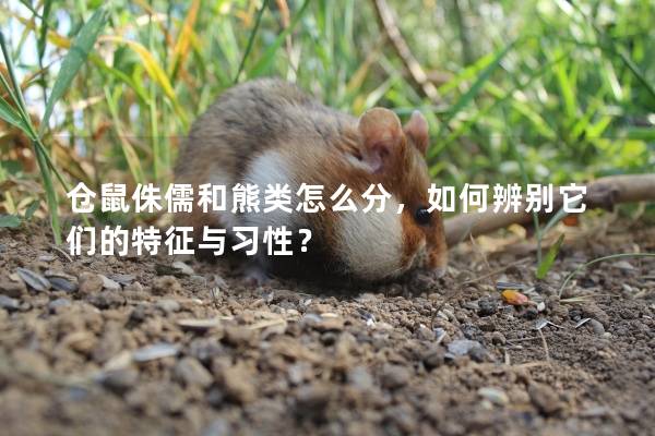 仓鼠侏儒和熊类怎么分，如何辨别它们的特征与习性？