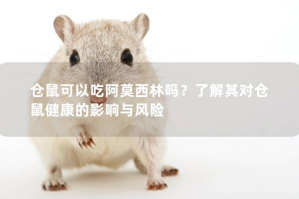 仓鼠可以吃阿莫西林吗？了解其对仓鼠健康的影响与风险