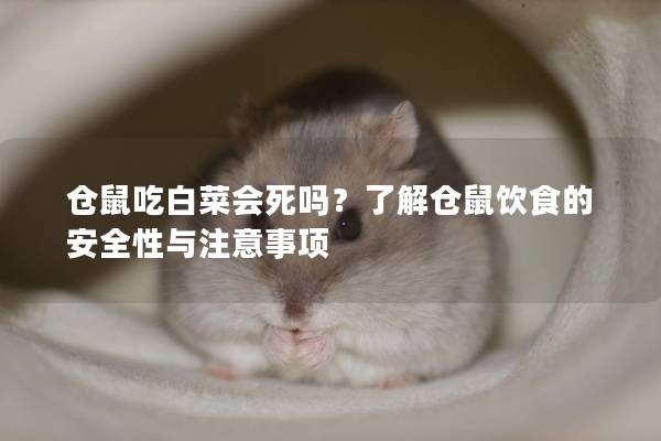 仓鼠吃白菜会死吗？了解仓鼠饮食的安全性与注意事项