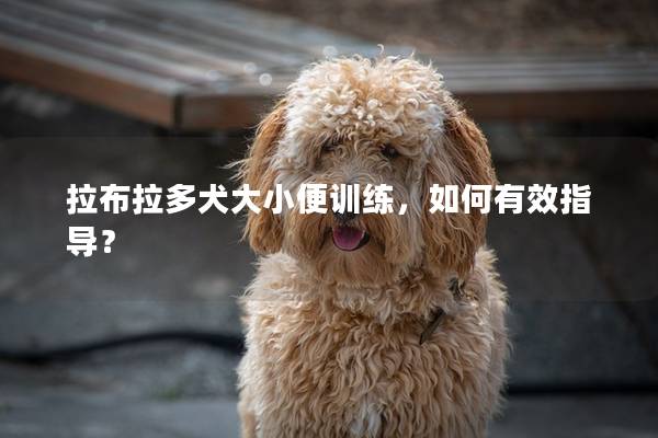 拉布拉多犬大小便训练,如何有效指导? 拉布拉多犬大小便训练,如何有效指导?