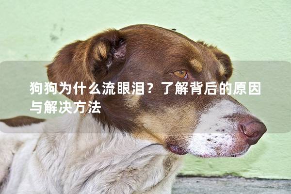 狗狗为什么流眼泪？了解背后的原因与解决方法