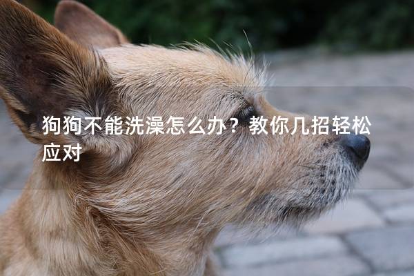 狗狗不能洗澡怎么办？教你几招轻松应对