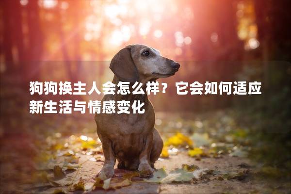 狗狗换主人会怎么样？它会如何适应新生活与情感变化