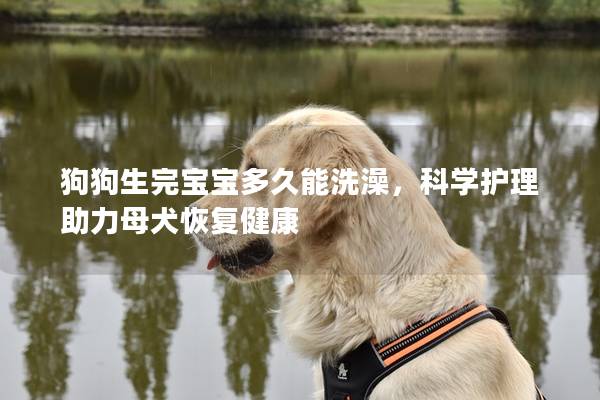 狗狗生完宝宝多久能洗澡，科学护理助力母犬恢复健康