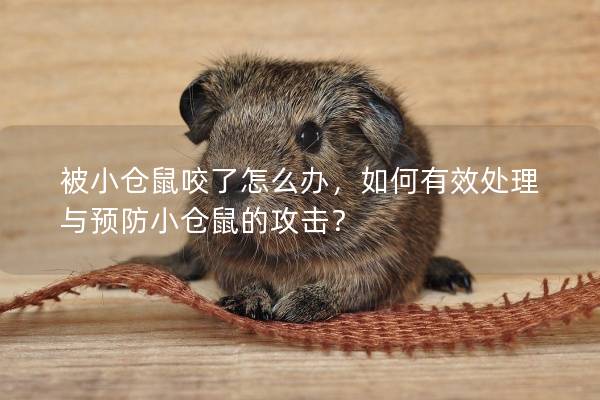 被小仓鼠咬了怎么办，如何有效处理与预防小仓鼠的攻击？