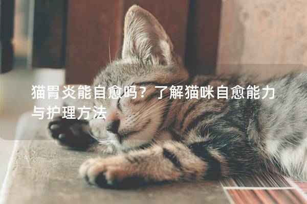 猫胃炎能自愈吗？了解猫咪自愈能力与护理方法