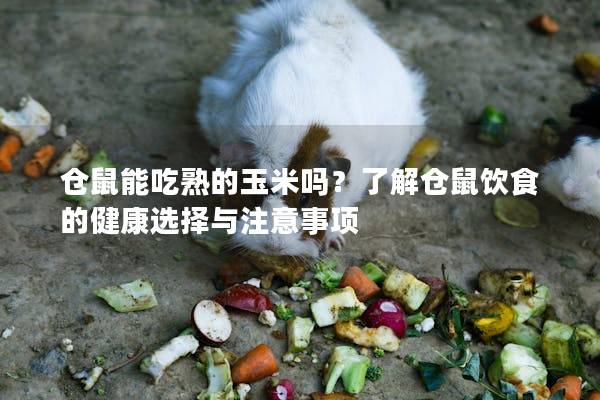 仓鼠能吃熟的玉米吗？了解仓鼠饮食的健康选择与注意事项
